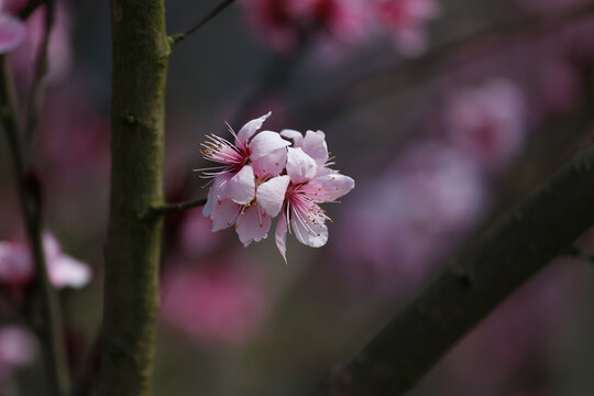 桃花特写