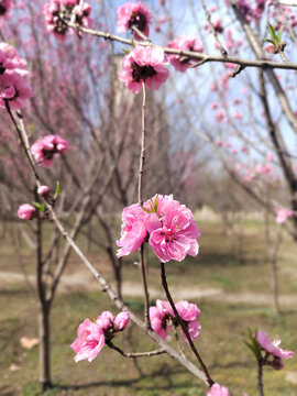 粉色的桃花