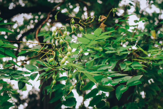 皂荚树