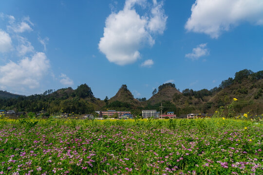 农村乡村春天油菜花盛开美丽景象