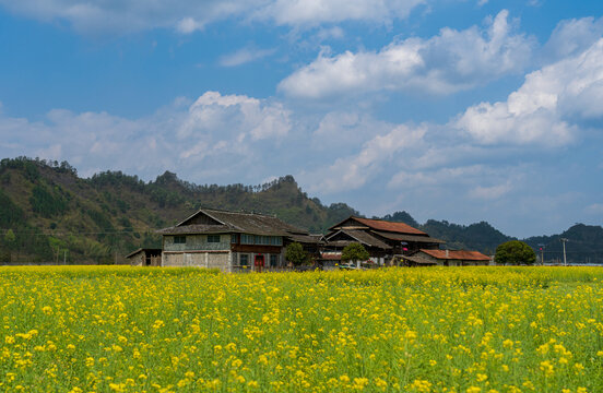 农村乡村春天油菜花盛开美丽景象