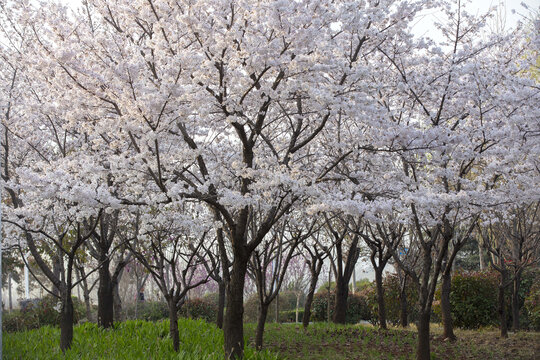 公园樱花盛开