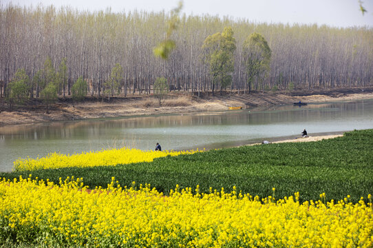 美丽乡村油菜花