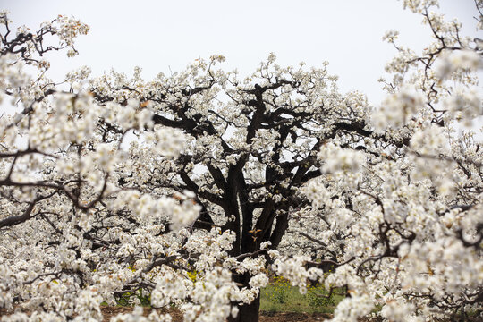 百年梨树开花