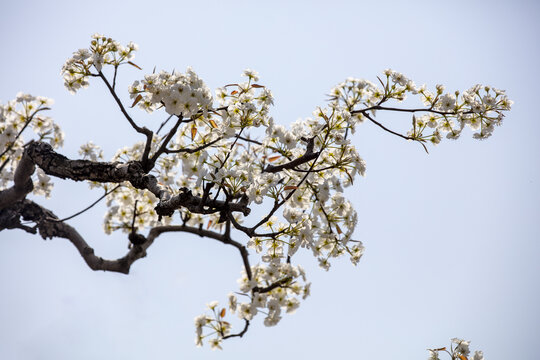 白色梨花枝