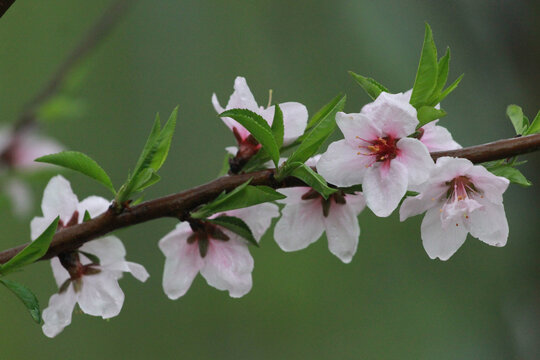 桃花