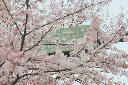 樱花