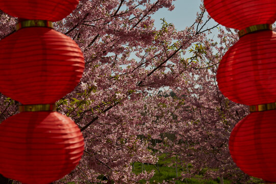 安徽省芜湖市芜湖樱花文化园樱花