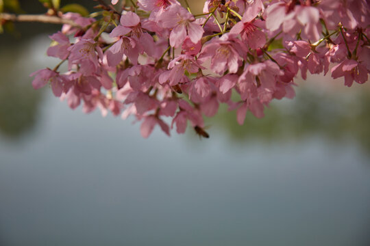 芜湖樱花文化园盛开的红色樱花
