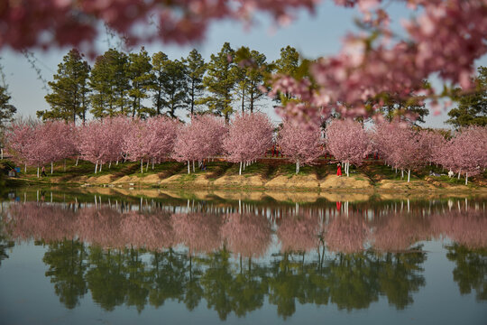 芜湖樱花文化园盛开的红色樱花