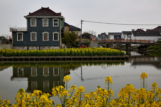 江苏省泰州市兴化市油菜花