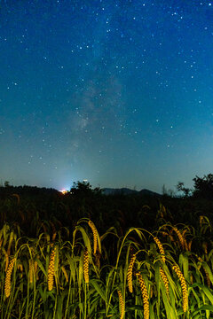 稻谷与星空