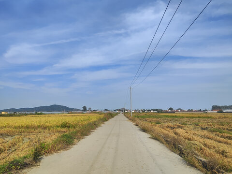 水稻田野