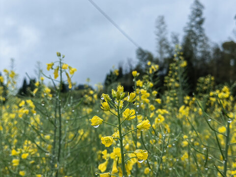 雨后的油菜花