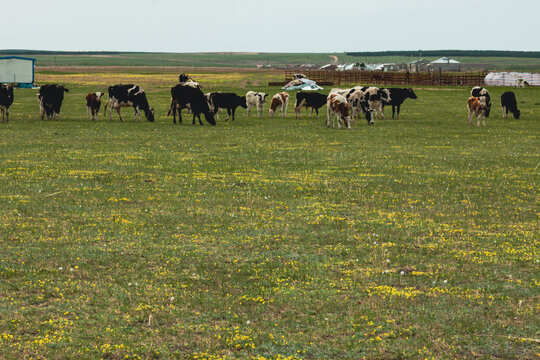 草原牧场一群牛