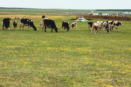 夏季牧场牛群
