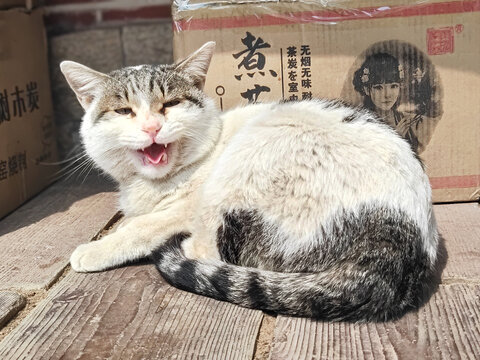 野猫