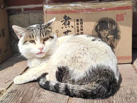 野猫