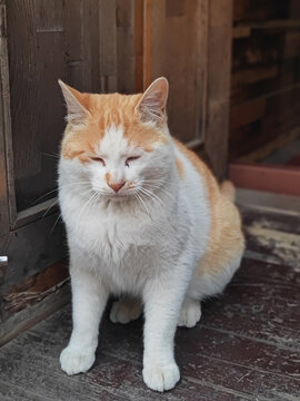 野猫