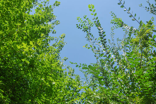 蓝天与绿枝叶