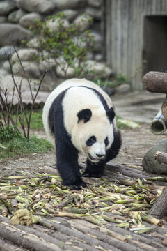 行走的大熊猫