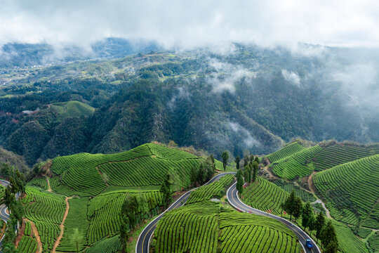 鹤峰木耳山茶园