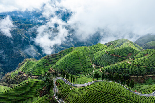 鹤峰木耳山茶园