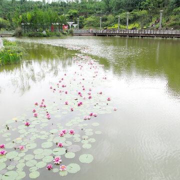 荷花