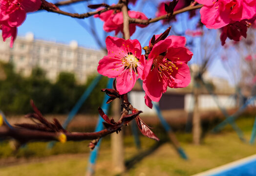 春天梅花盛开满园春色