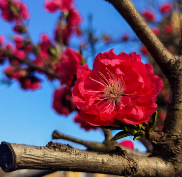 梅花