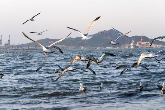 海鸥