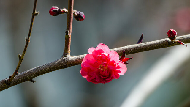 桃花