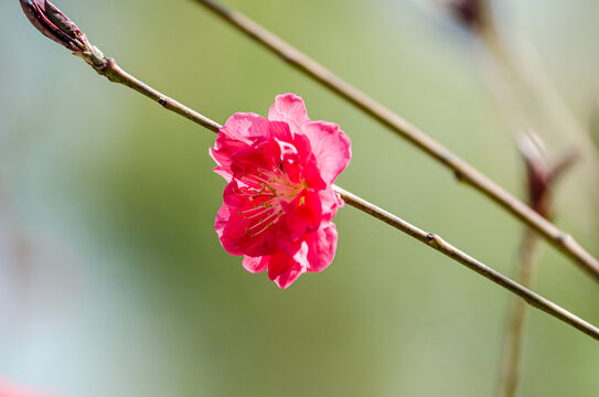 桃花