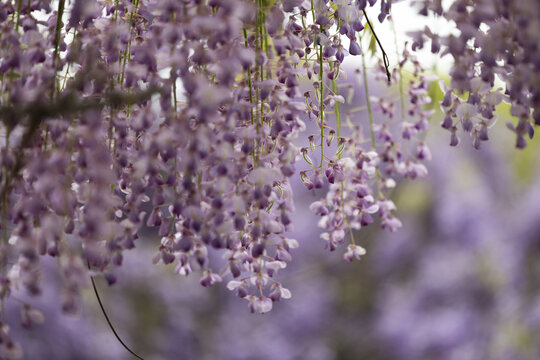 紫藤花素材