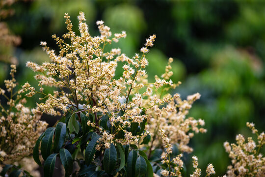 荔枝花