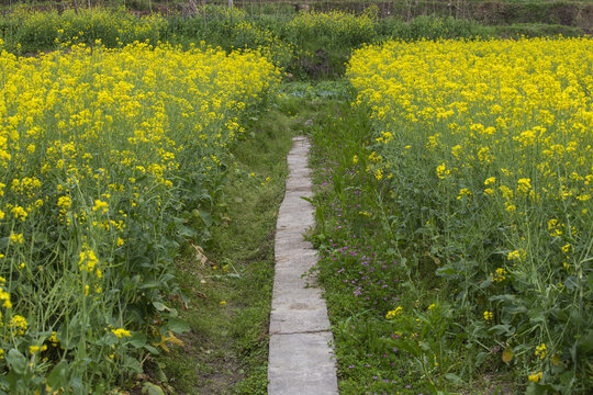 油菜花田小路