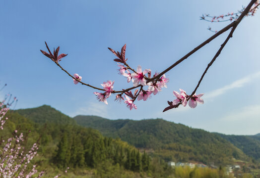 桃花