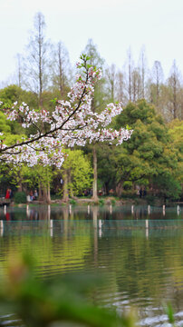 杭州西湖苏堤春晓百花