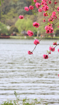 杭州西湖苏堤春晓百花