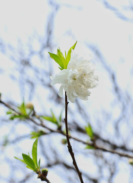 杭州西湖苏堤春晓百花