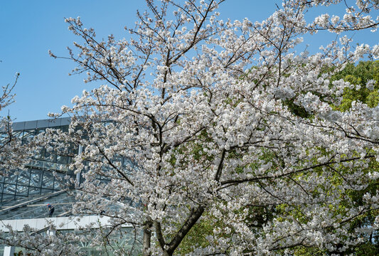 染井吉野樱花