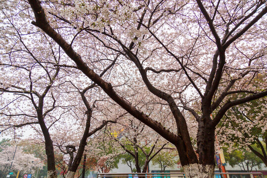 樱花树