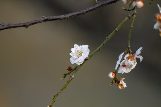 白梅花梅花春天花开梅花特写