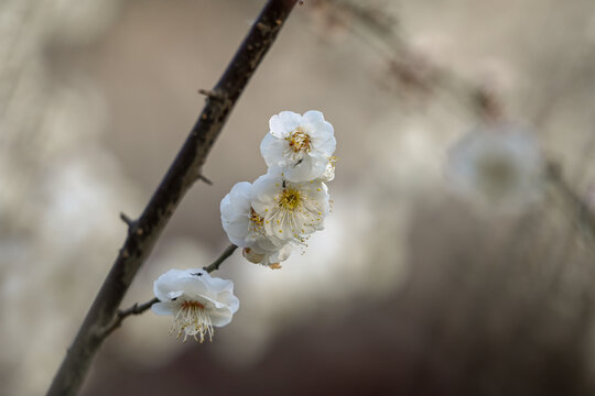 白梅花梅花春天花开梅花特写