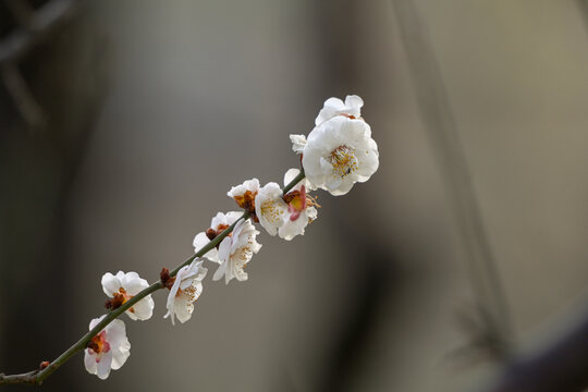 白梅花梅花春天花开梅花特写