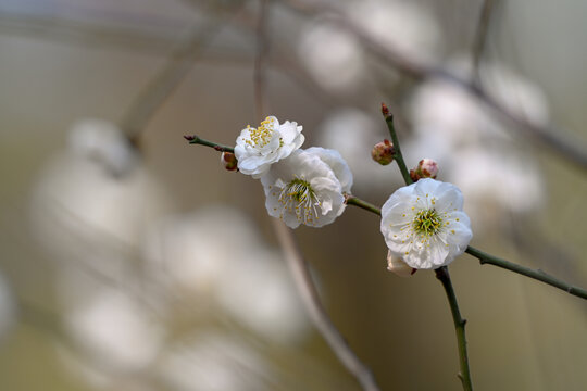 白梅花梅花春天花开梅花特写