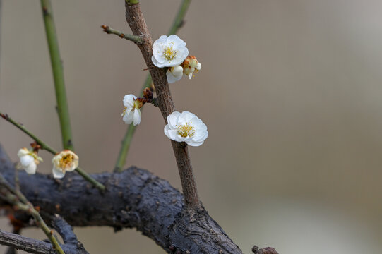 白梅花梅花春天花开梅花特写