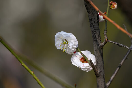 白梅花梅花春天花开梅花特写