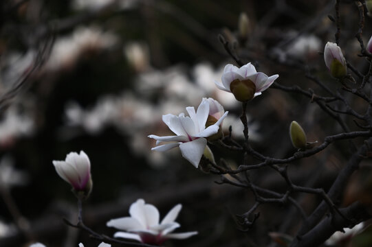 白玉兰玉兰花开春天白玉兰黑背景