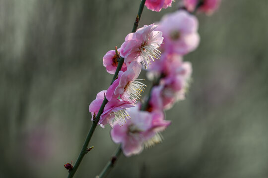 红梅花红梅花开春天梅花盛开